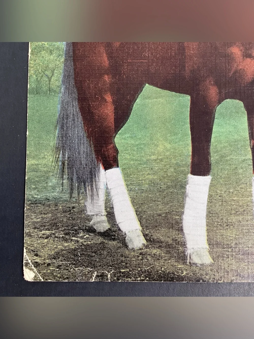 Kentucky Derby vintage postcard